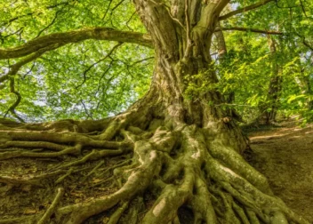 Arborist Reports Florida