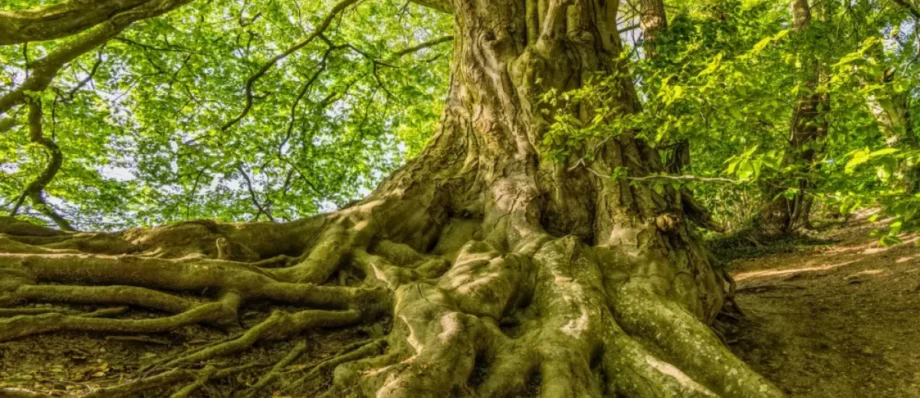 Arborist Reports Florida
