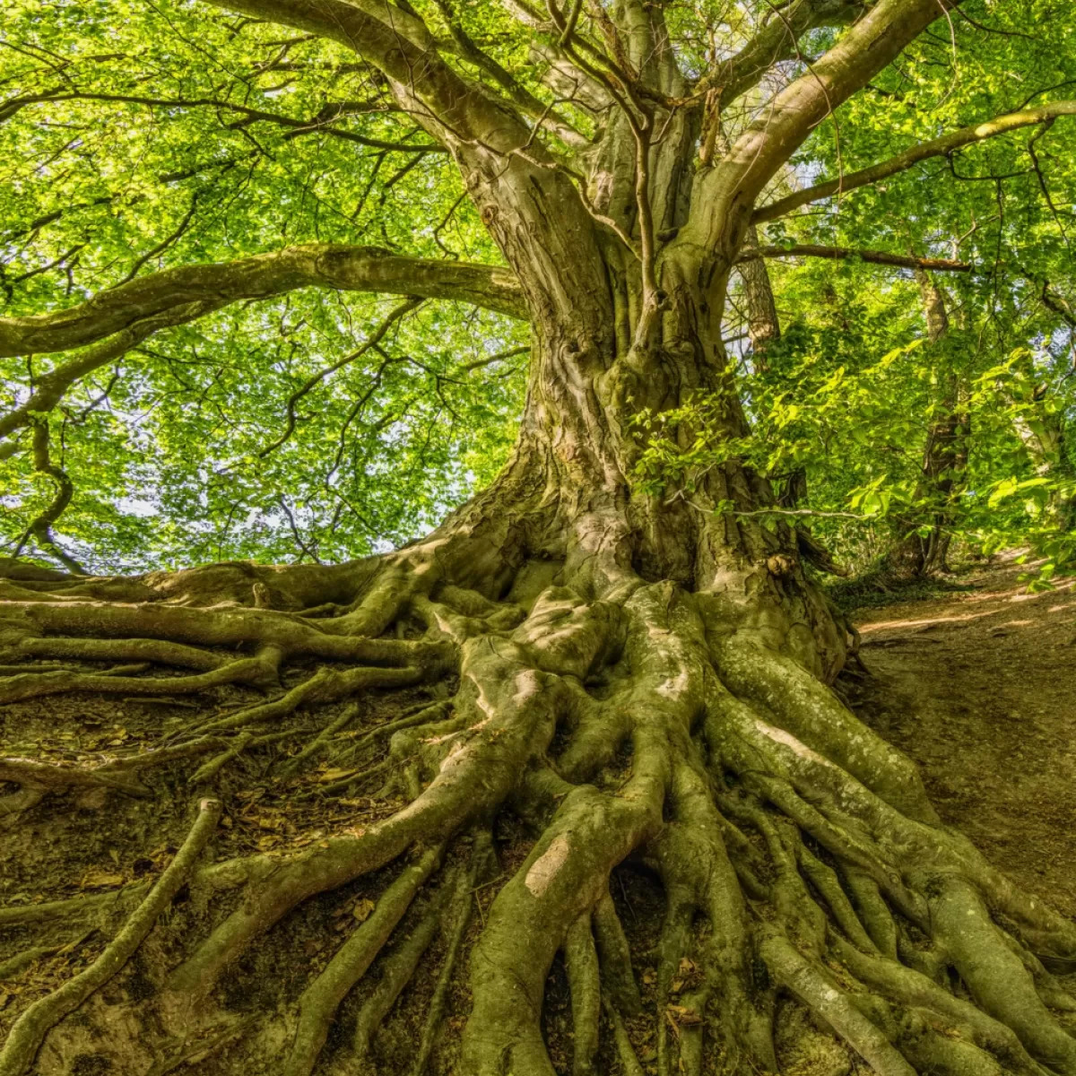Arborist Reports Florida