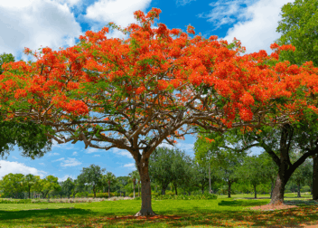 arborist report florida directory