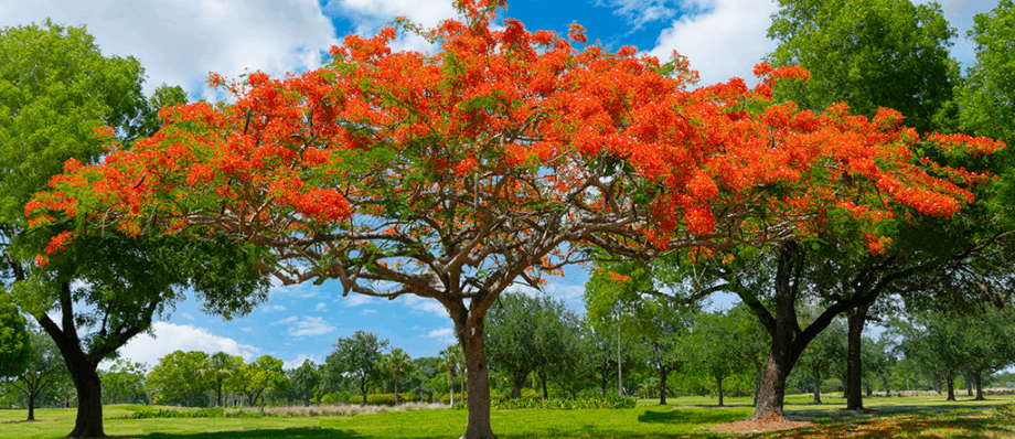 arborist report florida directory