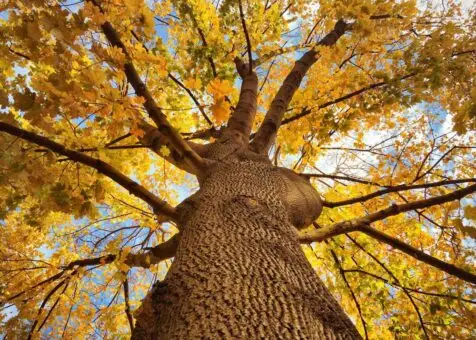 Tree Services
