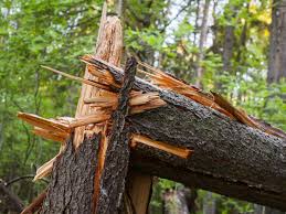 tree problem arborist reports florida